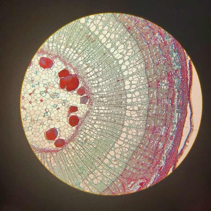 bio he