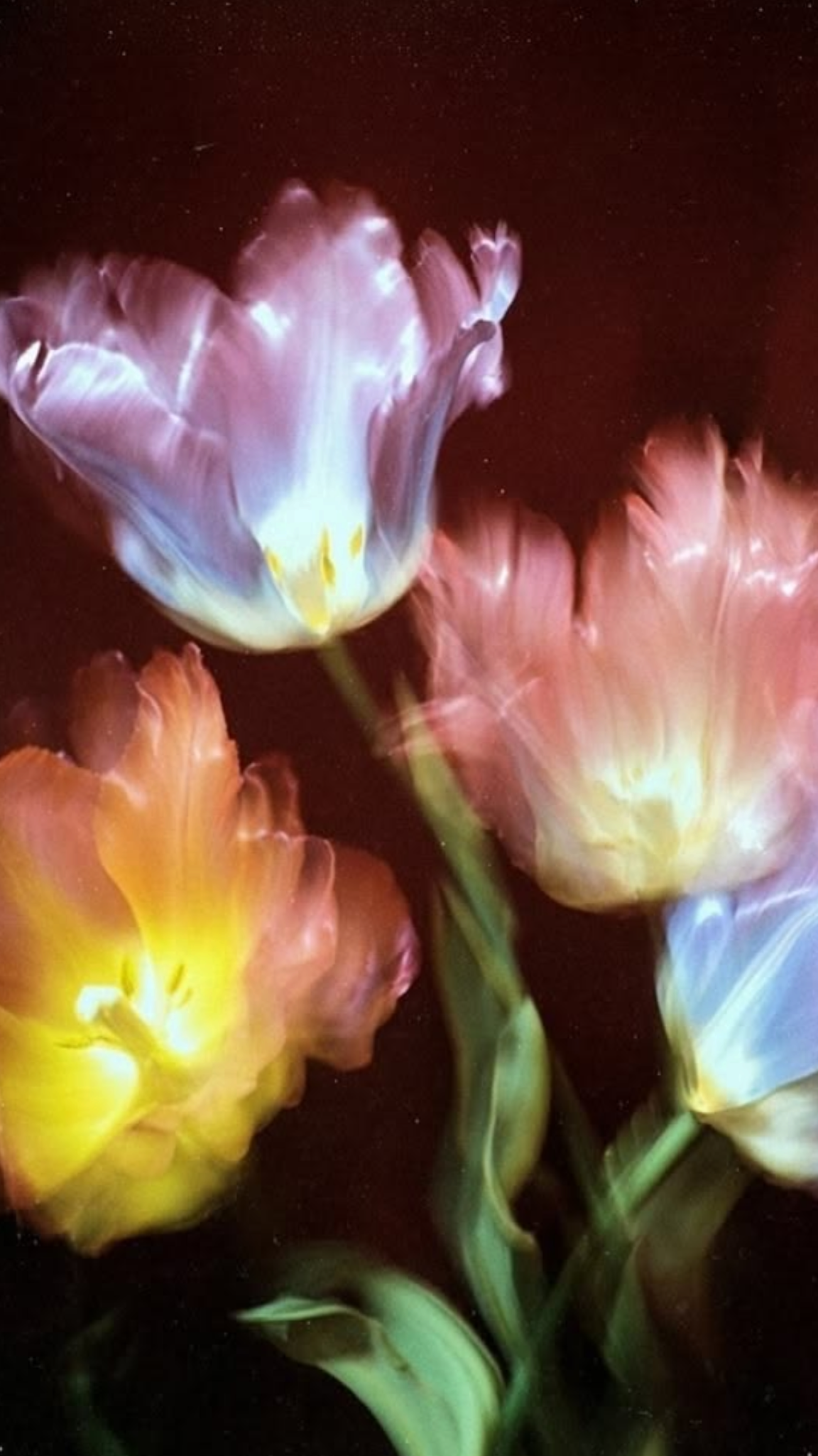 flower web